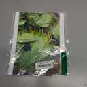Posterazzi Betel Leaves Poster Print, (8 x 10)