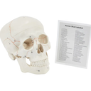Human Skull | Anatomical 3-Part Medical Skull | Life-Size Adult Skull | Numbered Skull from 1-55 with Skull Guide Included | Medical Teaching & Educational Model | Medical Student Gifts