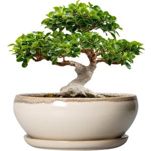 SQOWL Bonsai Pots 12 Inch - Large Ceramic Succulent Planters, Shallow Planter with Drainage Hole and Saucer, Round Bowl Planter for Indoor Outdoor Plants, Home Decor, Plant Lover Gifts, Beige