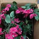 Nearly Natural Artificial Bougainvillea Hanging Flower Basket Faux Plant for Indoor Decoration with Brown Wicker Hanging Basket, 32"D x 32"W x 24"H