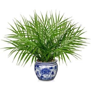 Hollyone Large Artificial Potted Plants Fake Palm Plants 16" Faux Green Plant Plastic Tropical Palm Tree in Blue and White Porcelain Ceramic Pots for Home Room Office House Indoor Decoration