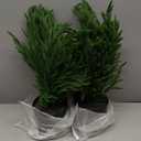 Palonu 2 Pcs 2Ft Christmas Norfolk Pine Potted Trees, 24" Realistic Artificial Norfolk Tree with Pot Faux Greenery UV Resistant Fake Plants for Tabletop Front Porch Indoor Outdoor Home Decor