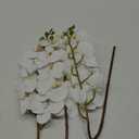 DILATATA 4 Pcs Fake Orchid Flowers 9 Large Heads of Real Touch Vivid Phalaenopsis Orchid Flower Stem 36'' Tall, Artificial Flowers Branches for Home Decor, Office House Deco-Blue Flowers
