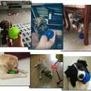 Orgrimmar 3.5" Dog Squeaky Chewing Balls 3 Packs Pet Soft Cleaning Teeth Toys Dogs Spiky Balls with High Bounce for Small Medium Large Pet Dog Toys