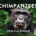 Chimpanzee Calendar 2026 Monthly Wall Calender 12 Month Chimpanzees Gifts For Chim Lovers For Woman Man| American Made In The USA