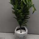 2Ft Artificial Norfolk Pine Tree with Pot, 24" Real Touch Small Christmas Tree, Table Top Christmas Tree for Front Porch Table Indoor Outdoor Decor