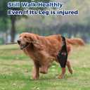 Dog Knee Brace, Dog ACL Brace for Front Torn and Back Hind Rear Legs ACL Tear, Knee XL