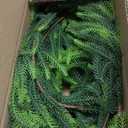 PABREY Artificial Norfolk Pine Garlands, 2 Pcs 6 Ft Real Touch Garlands, Winter Green Greenery Christmas Garlands for Mantle, Table, Wall, Outdoor, Indoor Christmas Decorations (6 FT, 2)