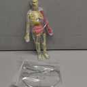 National Geographic Human Body Model for Kids That Glows in The Dark - 32-Piece Interactive Anatomy Model with Bones, Organs, Muscles, Science Kit Stocking Stuffer, Anatomy & Physiology Study Tools