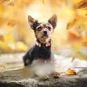 Fall Dog Collar, Cute Football Pattern Puppy Collar, Orange Adjustable Cotton Holiday Tanksgiving Dog Collars for Small Medium Large Boy&Girl Dogs L (XS)