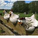 coolboy Chicken Fence Decoration Funny Farm Sculpture Chicken Decorations for Home Garden Stairs,Farm,Patio,Backyard,Resin Craft Chicken Wiht Garden Figurine Statue,3 Chickens a Set