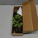 4 Pcs Artificial Ficus Branches Faux Eucalyptus Stems, 47.2 Inch Fake Greenery Stems Artificial Plants for Vase Filler Decoration, Fake Leaves Branches Centerpieces Decor