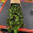 Giegxin 90 Pcs 3 Kinds Mixed Eucalyptus Leaves Stems Bulk Artificial Silver Dollar Leaves Picks Dried Eucalyptus Bundle Faux Spray for Wedding Vase Bouquet Floral Arrangement (Green)