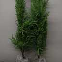 Norfolk Pine Christmas Tree Real Touch Faux Holiday Tree with Pot, Realistic Indoor Outdoor Decoration for Entryway, Living Room, Office, Apartment (5FT- 2Pack)