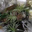 Nearly Natural Orchid & Succulent Garden with Driftwood & Decorative Vase