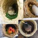 Hamiledyi Birds Nest Straw Birdhouse Natural Fiber Bird Nest Hut Cozy Resting Breeding Place with Birds Toy for Medium-Sized Parrots Conures Cockatiel,Large