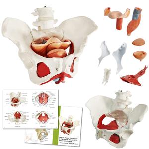 Female Pelvis Model with Pelvic Floor Muscles Perineal Model Female Anatomy Model 1:1 Life Size Human Skeleton Medical Science Educational Equipment Anatomy Medicine