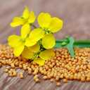 7 x 500+ Seeds Mustard - Vegetable White