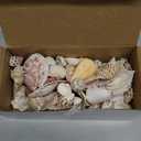 Super Z Outlet Sea Shells Mixed Beach Seashells - Various Sizes up to 2" Shells -Bag of Approx, 50 Seashells