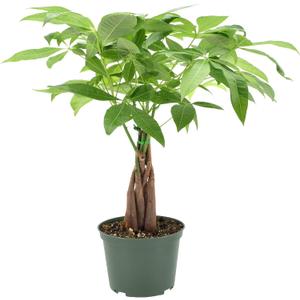 Money Tree Live Indoor Plant in 6 in. Plastic Grower Pot, Black *Sold by Amazon and Arcadia Garden Products* (6 Inch)