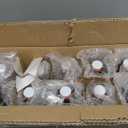 Clear Glass Bottle with Swinging Top for Airtight Lids, 16oz 10 Pack Beer Bottles with Flip Caps, Home Brewing and Fermentation Kombucha, Vanilla Extract, Beverage, Water, Kefir