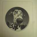 What My Dog Has Taught Me About Life: Meditations for Dog Lovers