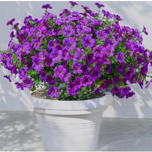 SHUERIET 12Pack Fake Mums Plants Artificial Fall Flowers for Outdoor Indoor Porch Yard Garden Decor, Faux Flower Daisy with Eucalyptus Leaves Boxwood Porch Patio (Daisy Purple)