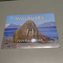 Walrus Calendar 2026 Monthly Wall Calender 12 Month | American Made In The USA