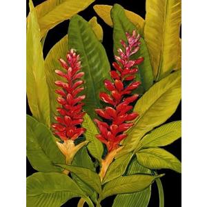 ART.COM Wall Art Print Dramatic Red Ginger by Tim O'toole, 12" x 16"