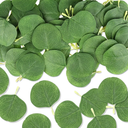Eucalyptus Leaves, 100 Pcs Artificial Fake Eucalyptus Petals Faux Leaves Green Leaves for Decoration, DIY Crafts, Wedding Bouquets, Wreath, Boutonnieres, Holiday Party, Table and Home Decor