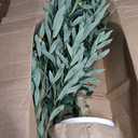 7FT Olive Trees Artificial Indoor - Realistic Artificial Olive Tree Indoor with White Planter, Large Full Fake Plants with Lifelike Fruits and Leaves for Modern Home Office Living Room Decor