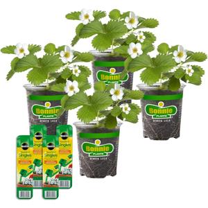Bonnie Plants Strawberry, Live Plants, with Miracle-Gro Pour & Feed Singles Ready-to-Use Plant Food, 4-Pack, Great for Containers, Raised Beds, and In-Ground Gardens, 19.3 oz.