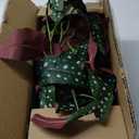 Large Fake Hanging Plants in Pot with Hook, 37" Artificial Hanging Begonia Vines Plants, Fake Potted Tropical Plants for Room Wall Living Room Bathroom Kitchen, Big Faux Ivy Houseplants for Shelf (# Green Anthurium Crystallinum)