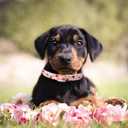Lionet Paws Dog Collar, Adjustable Cute Collar with Metal Buckle for Male Female Puppies,Summer Flower, Large, Neck 16-24 inches