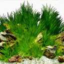ELEBOX New 23" x 71" Fish Tank Background Paper Wallpaper 2 Sided Colorful Seaweed Water Plants Aquarium Poster Decorations