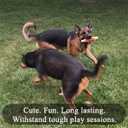 Jalousie 12 Pack Dog Squeaky Toys Cute Plush Toys for Small Medium Dog Pets