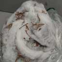 JOYIN 72" Halloween Hanging Cocoon Corpse Animated, Lighted Dead Body Prop for Indoor Decor, Life Size Skeleton Corpse Props for Haunted House, Scary Outdoor Hanging Decorations