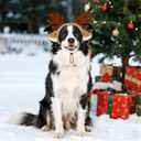 Dog Reindeer Antlers Headband, Pet Christmas Outfit Deer Costume for Medium Large Dogs Cats Halloween Christmas Party (Brown)