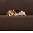 ZNSAYOTX Stretch Oversized Couch Cover Universal Sofa Covers for Living Room Dogs Pet Furniture Protector Spandex Extra Large Sofa Slipcovers with Anti Slip Foam Sticks (Coffee, XL Sofa)