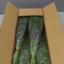 40 Pcs Real Touch Norfolk Pine Branches, Artificial Christmas Green Plants Branch Faux Greenery Stem Fake Pine Picks for Vase DIY Crafts Garland Wreath Xmas Indoor Outdoor Decor(18 Inches)