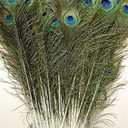 10 Pcs Natural Peacock Feathers : Various Sizes (45-50)
