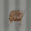 Rhinestone Fringe Belt Beaded Ribbon Diamond Tassel Chain for Jeans Clothing Accessories DIY Decoration (1 Yard, Champagne)