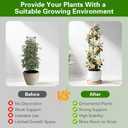 2 Pack Garden Obelisk Trellis for Climbing Plants, 72" Metal Rustproof Rose Trellis, Tower Potted Cages Plant Support for Flowers/Vegetables/Vines, Indoor Outdoor Garden Patio