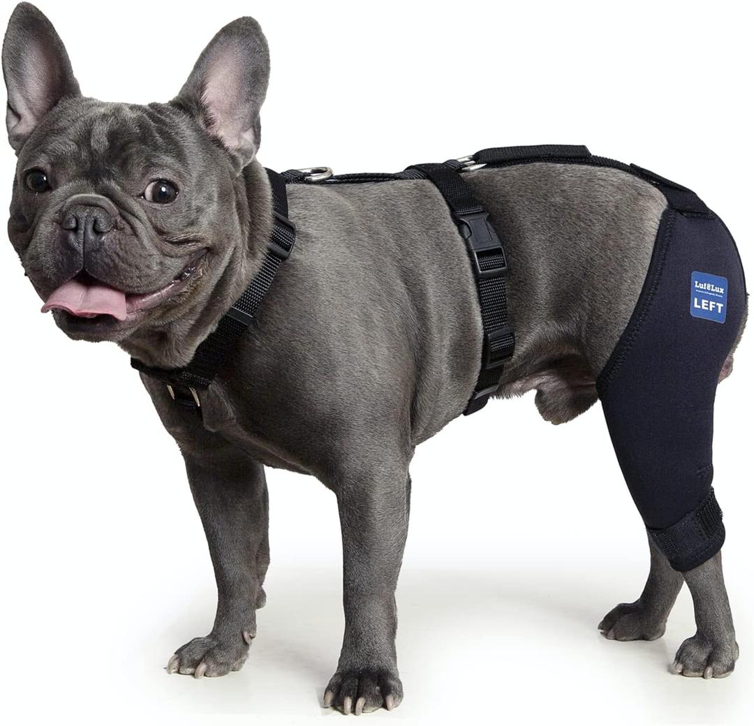Dog Knee Brace with Harness and Connection Belt, Lightweight and Stretchable, Support for Torn ACL Hind Leg, Luxating Patella, Reduces Arthritis Pain and Inflammation (XXX-Small)