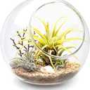 Mkono Plant Terrarium Display Glass Tabletop Succulent Air Plant Planter Globe Microlandschaft House, M