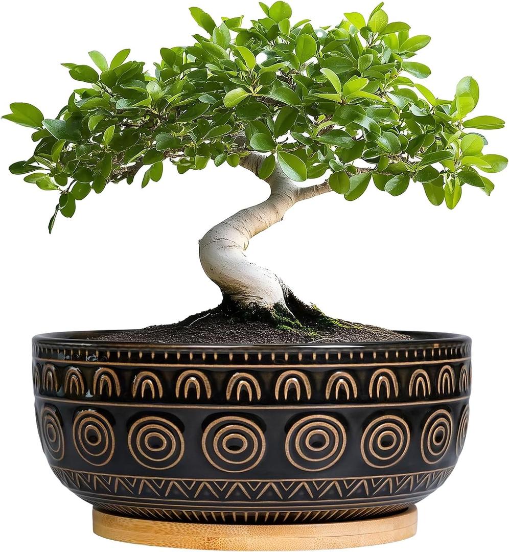 Eightpot Ceramic Bonsai Pots - 8 Inch Plant Pot for Succulent, Round Planter for Indoor Plants, Shallow Planters with Drainage Hole and Tray, Boho Bonsai Bowl, Living Room Decor, Black