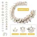 Life-Size 67" Unarticulated Human Skeleton Model