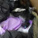 Haunted Hill Farm Shaking Pirate with Light-Up Eyes, Halloween Animatronic for Battery Operated Scary Indoor or Covered Outdoor Halloween Decorations, Creepy Halloween Props for Home or Haunted House