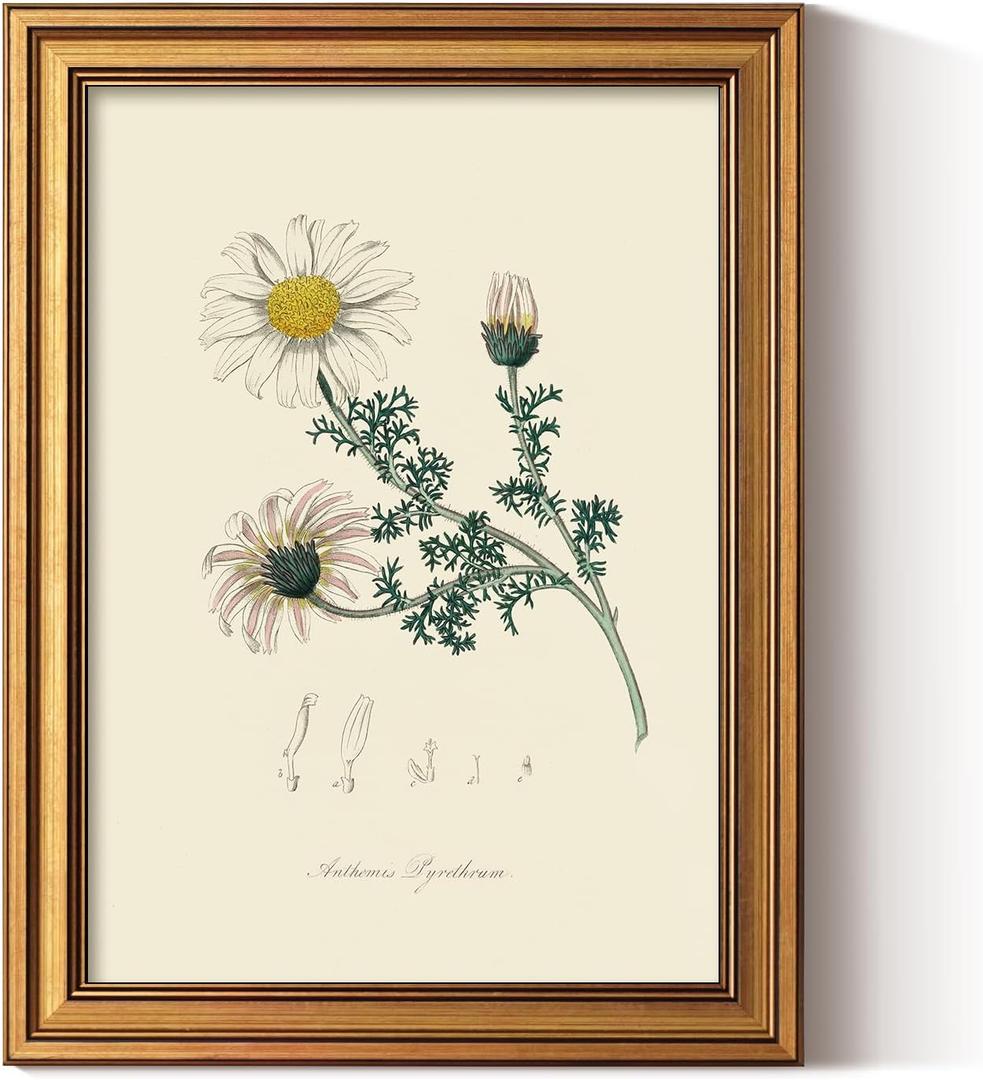 ARPEOTCY Vintage Botanical Wall Art Framed, Antique Floral Illustration with Gold Frame, Classic Wall Decor for Living Room Bedroom or Bathroom, 12x16 Inch (Atlas Mountain Daisy)
