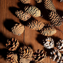 Deloky 2 PCS Large Natural Pinecone Branches Ornaments-14 Inch Spray Pinecones Picks Stmes-Pine Cones for Crafts Flower Arrangement Fall Thanksgiving Christmas Decor